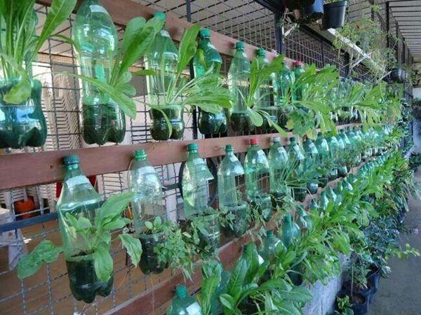 Cách trồng rau sạch bằng vỏ chai nhựa 19 trồng rau từ chau nhựa thông minh