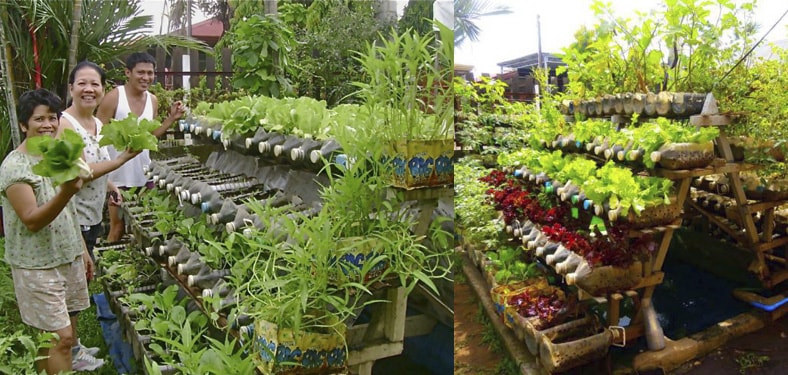 Cách trồng rau sạch bằng vỏ chai nhựa 2 không gian vườn rau sạch được trồng bằng vỏ chai nhựa