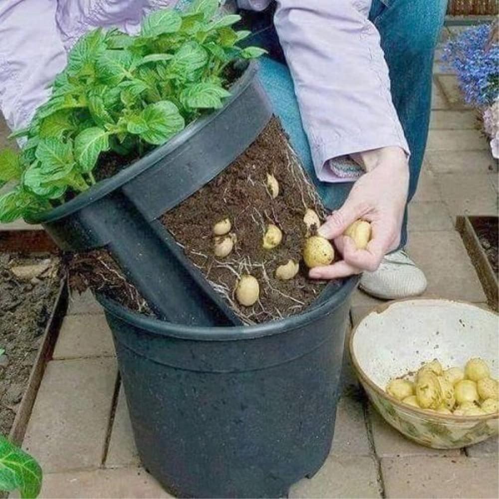 Cách trồng rau sạch bằng vỏ chai nhựa 14 trồng rau xanh tốt cho thu hoạch lâu dài từ chai nhựa và chậu nhựa