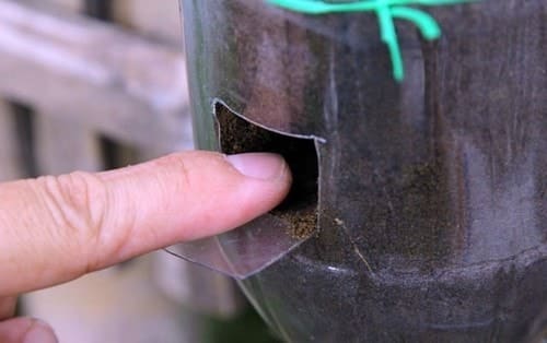 Cách trồng rau sạch bằng vỏ chai nhựa 8 đục thành những lỗ nhỏ để bỏ hạt rau vào