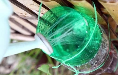 Cách trồng rau sạch bằng vỏ chai nhựa 10 tưới nước cho cây phát triển
