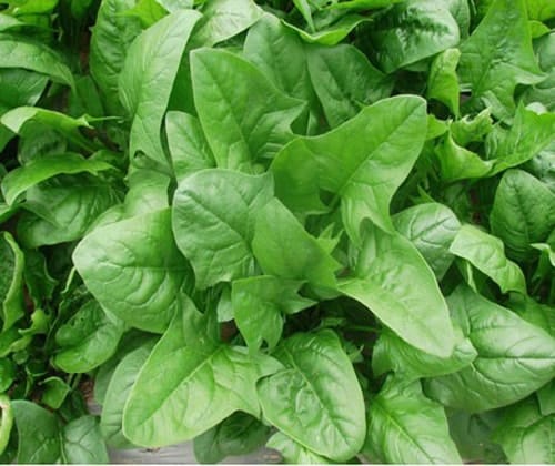 Cây rau chân vịt 4 rau chân việt hỗ trợ cơ thể chông lại bệnh tật