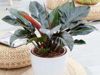 Cây trầu bà đế vương đỏ-Cách chăm sóc cây phát triển 5 cay trau ba de vuong do 1 min