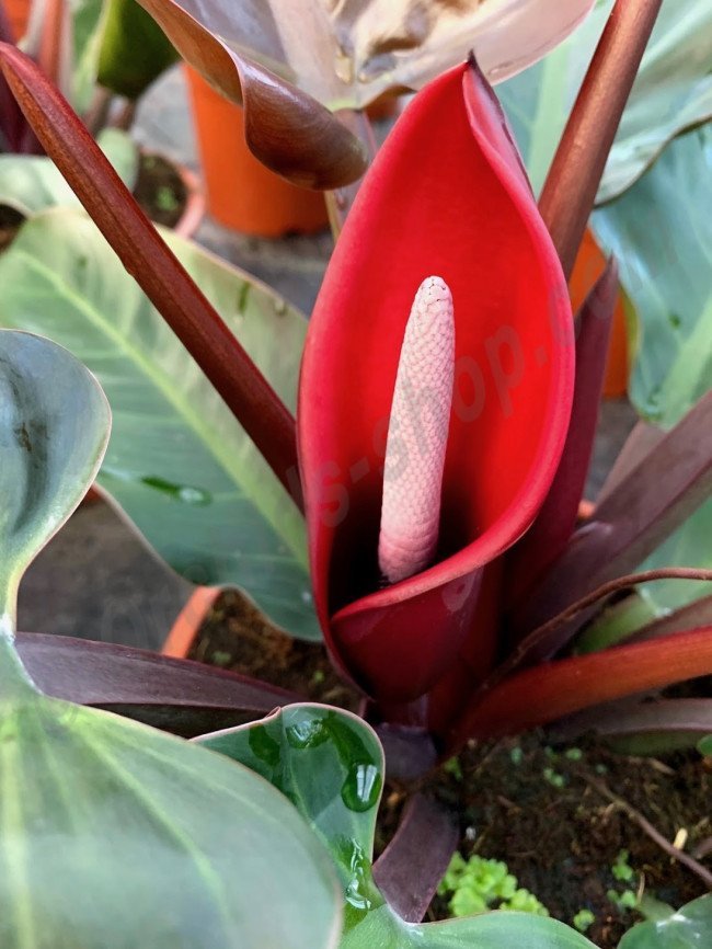 Cây trầu bà đế vương đỏ-Cách chăm sóc cây phát triển 6 cây trầu bà đế vương đỏ ra hoa