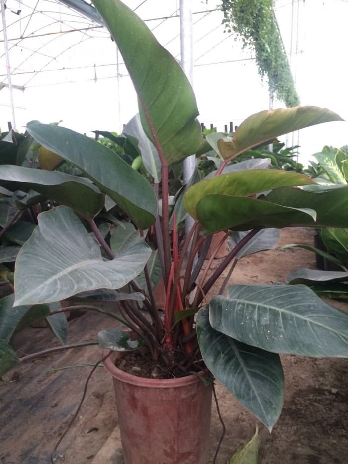 Cây trầu bà đế vương đỏ-Cách chăm sóc cây phát triển 8 nhũng bộ lá của cây trầ bà đế vương phát triển khỏe mạnh
