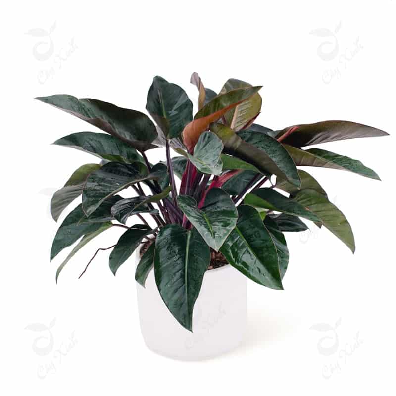 Cây trầu bà đế vương đỏ-Cách chăm sóc cây phát triển 4 cây trầu bà đế vương đỏ phát triển trong nhà