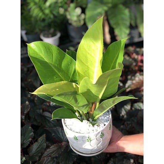 Cây trầu bà đế vương vàng- xanh tốt quanh năm 4 cây trầu bà đế vương màu vàng khoe sắc sớm