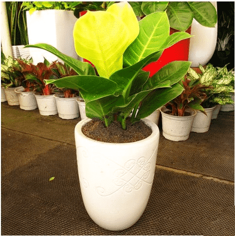 Cây trầu bà đế vương vàng- xanh tốt quanh năm 6 chậu trầu bà đế vương vàng màu vàng đẹp nhất