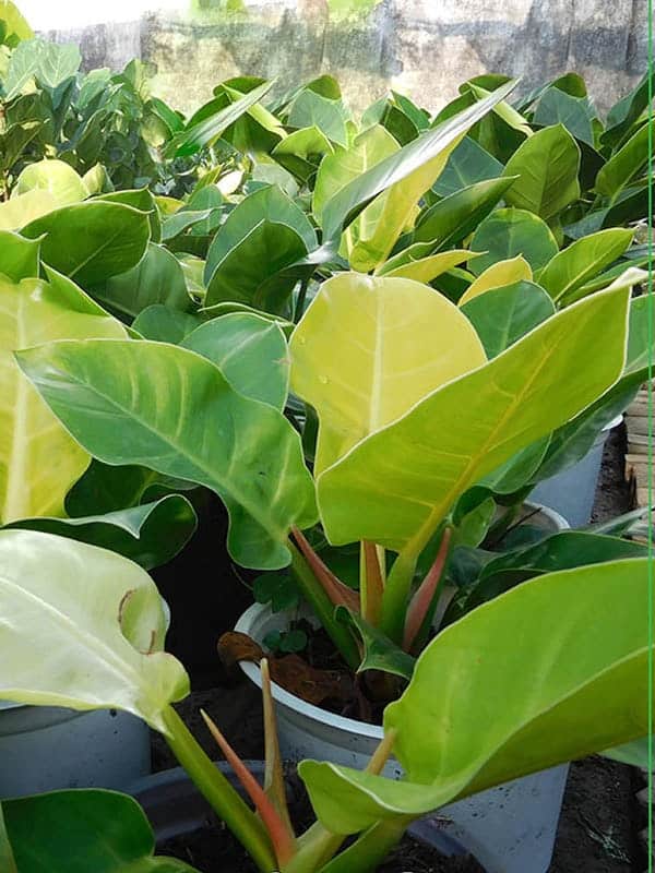 Cây trầu bà đế vương vàng- xanh tốt quanh năm 2 cây trầu bà đế vương vàng hợp mệnh gì