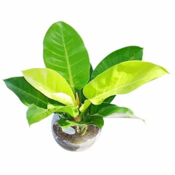 Cây trầu bà đế vương vàng- xanh tốt quanh năm 5 chậu mini nhỏ gọn xinh xắn