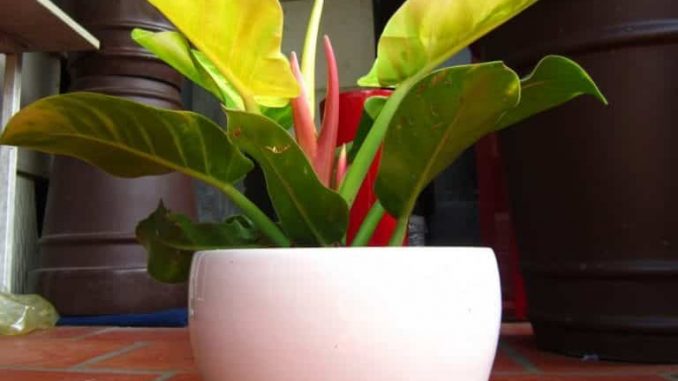 cay-trau-ba-de-vuong-vang (4)-min