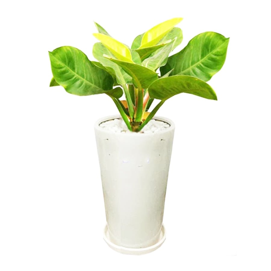Cây trầu bà đế vương vàng- xanh tốt quanh năm 1 cây trầu bà đế vương vàng phát triển