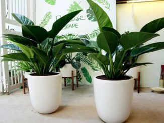 Chăm sóc Cây trầu bà đế vương xanh tốt quanh năm 2 cay trau ba de vuong xanh 2 min