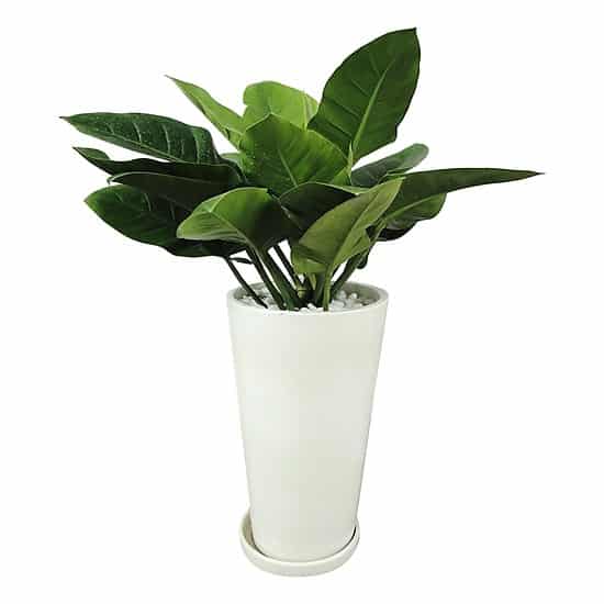 Chăm sóc Cây trầu bà đế vương xanh tốt quanh năm 3 chăm sóc cây trầu bà đế vương xanh
