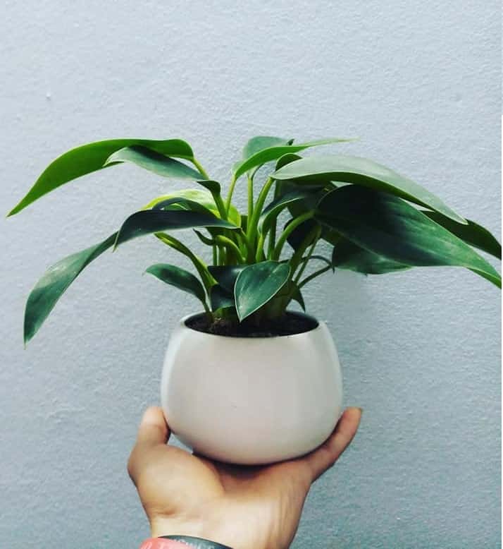 Chăm sóc Cây trầu bà đế vương xanh tốt quanh năm 4 những cây trầu bà đế vương xanh phát triển tươi tốt