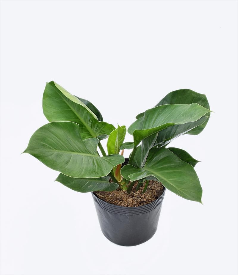 Chăm sóc Cây trầu bà đế vương xanh tốt quanh năm 2 chậu cây trầ bà đế vương phát triển