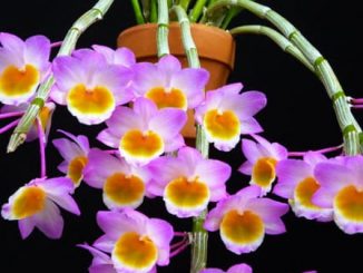 Cây hoa lan long tu đá-Cách chăm sóc 6 long ti da 3